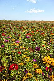 微交易实在太疯狂 《EA Sports FC 26》获IGN七分